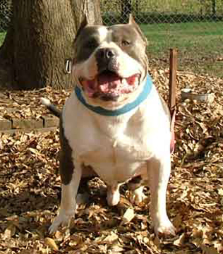 RAZORS EDGE CLP BUGSY RAZEN KANE